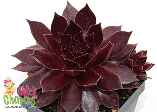 Chocolate Kiss Hens & Chicks - Sempervivum - Indoors/Out - 3.5 Chocolate Kiss Hens & Chicks - Sempervivum - Indoors/Out - 3.5