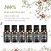 VicTsing Set of 6 Aromatherapy Essential Oil 100% Pure Therapeutic Grade, Scented Oil Basic Sampler Set (Orange, Lavender, Tea Tree, Lemongrass, Eucalyptus, Peppermint, 6 Bottles 10ml/.33fl oz Each)