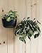 Wally Eco Espresso Living Wall Planter Vertical Gardenthumb 2