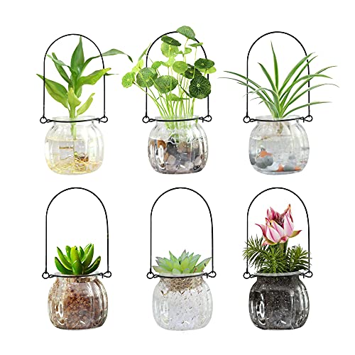 Terrarium Plants Glass Air Plant Hanging Terrarium Plants Glass Home