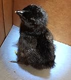6 Chicken HATCHING EGG 6 Eggs Rhode Island Red Ayam Cemani Fertile