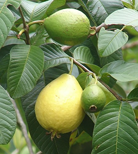 15 seeds Common Guava (Psidium Guajava) Fruit Tree