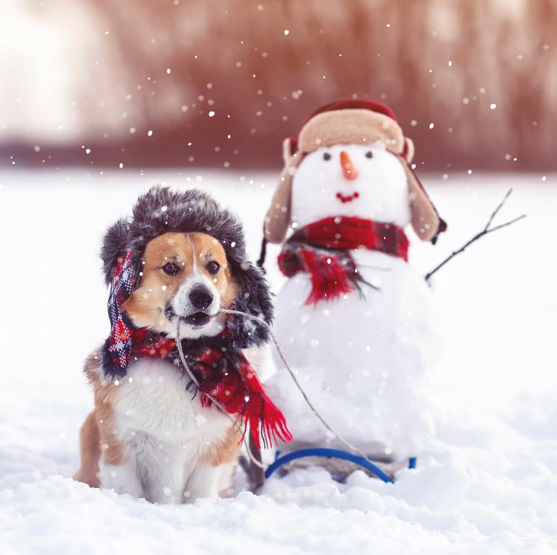 Photographic Winter Festive Art Charity Christmas Cards - Eco-Friendly - Pack of 6 (Dog and Snowman Fun)