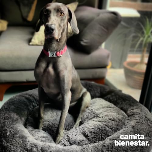 Camita Bienestar | Cama Antiestrés para Perros 4 en 1, Funda Lavable y Removible, Memory Foam Ortopédico, Felpa Ultrasuave con Base Anti Derrapante, 110cm-Gris