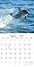 2019 Wall Calendar - Dolphins Calendar, 12 x 12 Inch Monthly View, 16-Month, Sea Animals Theme, Includes 180 Reminder Stickers