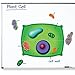 Learning Resources Giant Magnetic Plant Cell