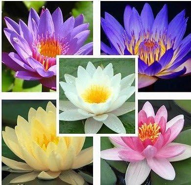 Amazon Com 5 Seeds Aquatic Lotus Plant Mixed Colors Water Lily Flower Garden Outdoor