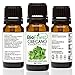 Biofinest Oregano Essential Oil - 100% Pure Undiluted - Premium Organic - Therapeutic Grade - Aromatherapy - Natural Antibiotic- Strengthen Immune System - FREE E-Book (10ml)