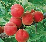 Contender Peach Tree - Healthy - Established - One Gallon Trade Potted - 1 each by Growers Solution