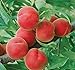 Contender Peach Tree - Healthy - Established - One Gallon Trade Potted - 1 each by Growers Solution