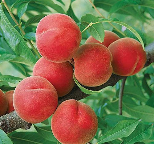 Contender Peach Tree - Healthy - Established - One Gallon Trade Potted - 1 each by Growers Solution Contender Peach Tree - Healthy - Established - One Gallon Trade Potted - 1 each by Growers Solution