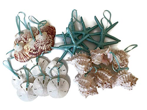 Standard-Beach-Seashell-Christmas-Ornament-Package 51dEg0MI87L
