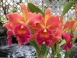 Pot. Susan Fender 'Cinnamon Stick' AM/AOS-The Best! Outstanding Cattleya Orchid Plant