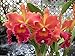 Pot. Susan Fender 'Cinnamon Stick' AM/AOS-The Best! Outstanding Cattleya Orchid Plant