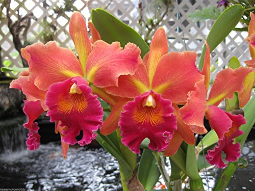 Pot. Susan Fender 'Cinnamon Stick' AM/AOS-The Best! Outstanding Cattleya Orchid Plant