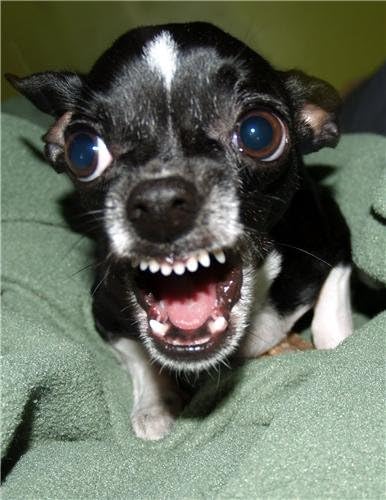 Killer Chihuahua Glossy Poster Picture Photo Angry Mad Funny Cute Dog Puppy Amazon Ca Home Killer Chihuahua Glossy Poster Picture Photo Angry Mad Funny Cute Dog Puppy Amazon Ca Home