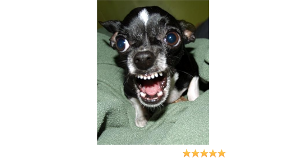 Amazon Com Conversationprints Killer Chihuahua Glossy Poster Picture Photo Angry Mad Funny Cute Dog Puppy Prints Posters Prints