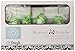 DK Leigh Frog Baby Musical Mobile, Green/Lime/Brown
