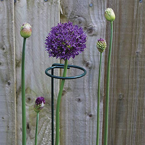 Alapaste 18-Inch Single Plant Stem Support Stakes with 3-Inch Hoop, 3-Pack