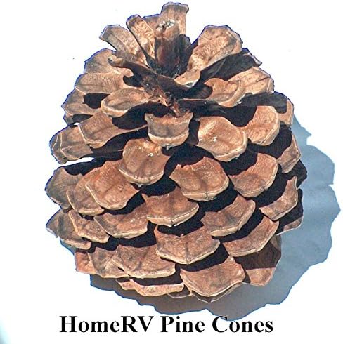 15 Pinecone 2 To 3 Inch Tall Grown On Pacific Ponderosa Tree In Oregon For Craft Decoration Floral
