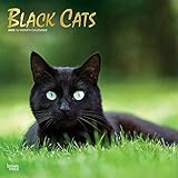 Black Cats 2020 12 x 12 Inch Monthly Square Wall Calendar with Foil Stamped Cover, Animals Cats (Eng by