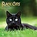 Black Cats 2020 12 x 12 Inch Monthly Square Wall Calendar with Foil Stamped Cover, Animals Cats (Eng by