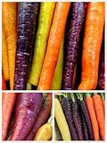 Homegrown Carrot Seeds, 1000 Seeds, Rainbow Supreme