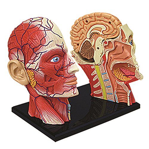 4D Vision Human Head Anatomy Model