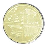bioWORLD 30627006-2 Luria-Bertani (LB) Agar Plate