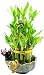 Set of 2 Live Cake layer Lucky Bamboo Plant Arrangement with Frog and Lotus Handmade Ceramic Pot 40 stalk