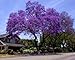 Royal Empress Tree Seeds/ Flower Seeds Fast Growing Grows Anywhere/Perennial