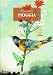 Pioggia