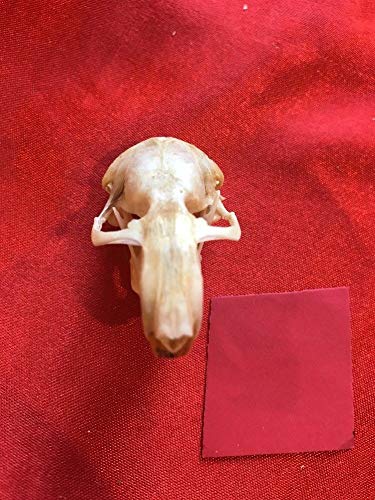 Amazon Com Real Xl Pocket Gopher Skull Animal Mount Art Western