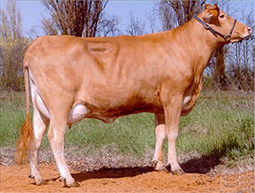 Parmigiano Reggiano DOP "Vacche Rosse" 40 Monate 1 Stücke - insgesamt kg.1. Direkt von den Consorzio Vacche Rosse produziert (Roter Aufkleber) – Bild 7