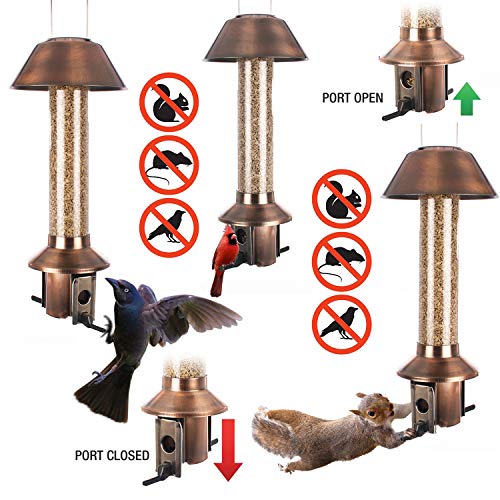 Roamwild Squirrel Proof Wild Bird Feeder Mixed Seed Sunflower Heart