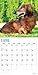 Dachshunds 2018 16 Month Wall Calendar 12 x 12 inches Bright Day Calendars Publishing
