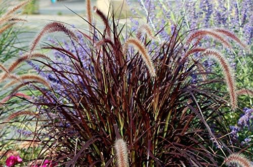 Red Fountain Grass - 5 Live Plants in 6 Inch Pots - Pennisetum Alopecuroides - Fast Growing Perennial Ornamental Grass