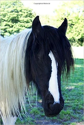 Lovely Piebald Black White Horse Portrait Journal 150 Page