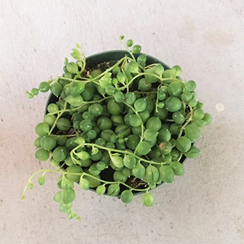 String of Pearls Plants Senecio RowleyanuSucculents (6 inch)