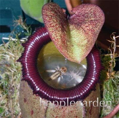 Amazon Co Jp アップルウツボカズラ盆栽ハイブリッド盆栽植物の100pcs家庭菜園花とハーブ肉食の多品種 6 ホーム キッチン