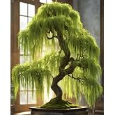 Hey Dina Willow Bonsai Tree - Thick Trunk Cutting, Fast Growing - Easy Care Indoor/Outdoor Bonsai &ndash; Living Gift for Beginners or Plant Enthusiasts