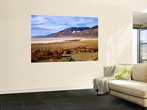 Mesquite and the Black Mountains of the Amaragosa Range, Death Valley National Park, CA Wall Mural by Bernard Friel 48 x 72in
