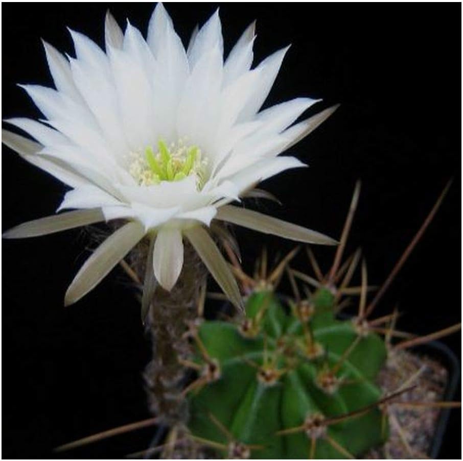 Echinopsis Rhodotricha Easter Lily Cactus 50 Seeds Amazon Co Uk Garden Outdoors