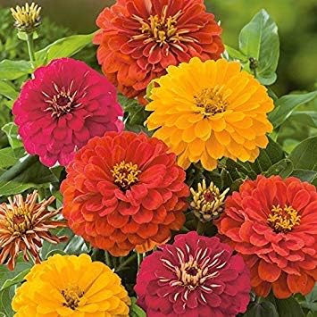 Zoomy Far: Zinnia Double Mixed Flower Seeds (AVG 30-50) Seeds X 1 Packet