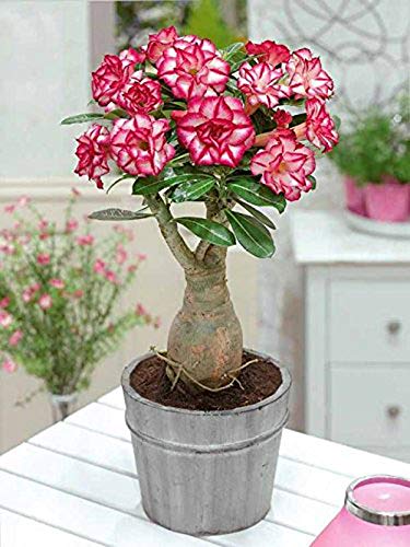 Plants Point Grafted Adenium Bonsai Live Plant