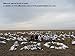 Sillosocks Snow Goose Feeder Decoy (12-Pack), White