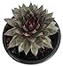 Magenta Moon Hens & Chicks - Sempervivum - Indoors or Out - 4