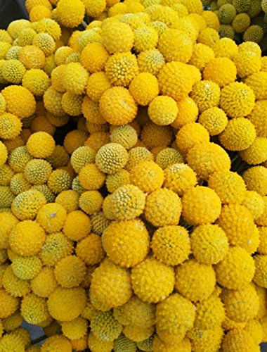 KALOR Dried Flowers Branch Farmhouse Stylet Craspedia Yellow Billy Balls for Home Decor DIY 20 Stems