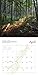The Appalachian Trail 2017 Wall Calendar