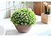 Supla Big 8.5 x 11 inch Artificial Topiary Plant Top Plant in Planter Plastic Potted Plant with Pot Plants in Weathered Pot Artificial Topiary Tree Ball Plants